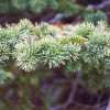 Fir Sub Alpine #5 - Image 2